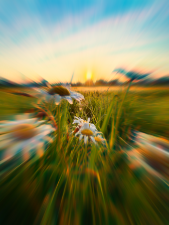 Where the Wildflowers Bloom