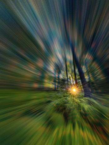 Into the Emerald Forest